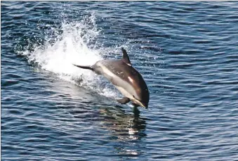  ?? Fred Wenzel Photograph: NOAA/NEFSC, ?? Atlantic white sided dolphins are elusive and poorly understood in research.