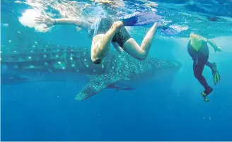  ??  ?? In the waters near Isla Holbox, snorkelers swim alongside whale sharks, which are considered the largest fish on earth. They grow to as much as 12 metres long and 13,000 kilograms.
