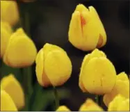  ?? TED S. WARREN — THE ASSOCIATED PRESS FILE ?? In this file photo, tulips planted in a field near Mount Vernon, Wash. glisten with rain drops. The area is host to the Skagit Valley Tulip Festival.