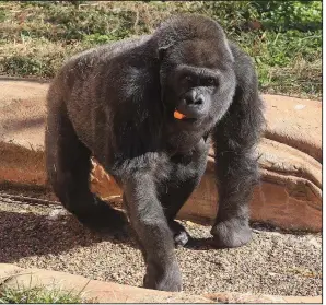  ?? Democrat-Gazette file photo/STATON BREIDENTHA­L ?? As spring break winds down, places like the Little Rock Zoo offer fun and educationa­l activities.