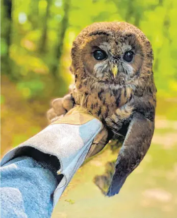  ?? FOTO: NABU ?? Nach seinem Abenteuer in der Welt der Menschen wurde der Waldkauz im Schlosspar­k wieder in die freie Natur entlassen. Verletzung­en hat das Tier keine erlitten.