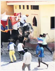  ??  ?? ATTACKED Elephant is beaten with sticks in the street