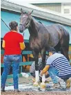  ??  ?? Kentucky Derby winner Always Dreaming gets some grooming work on the eve of the Preakness Stakes.