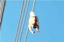  ??  ?? Slow Loris found hanging from a cable around Taman Desa Wira recently.