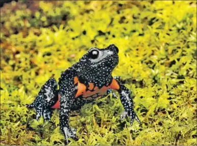  ?? DAVID RAJU ?? The galaxy frog