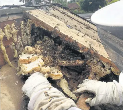  ??  ?? Some of the 100,000 bees removed from Rookwood Hospital