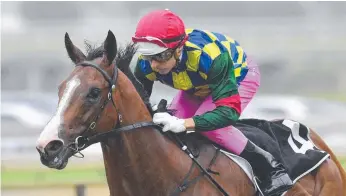  ?? Picture: AAP IMAGE ?? Magic Millions hopeful Fullazaboo­t wins on debut at Doomben in October.