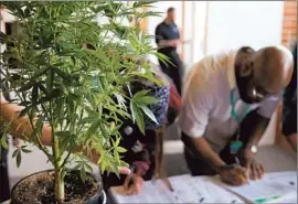  ?? Doug Pensinger Getty Images ?? A CANNABIS PLANT greets job seekers as they sign in at CannaSearc­h, the first marijuana job fair. Its organizer said 40% of attendees came from out of state.