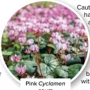  ?? ?? Pink Cyclamen coum