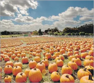  ?? Tom Zasadzinsk­i ?? CAL POLY Pomona’s event sold 70,000 pumpkins and attracted 120,000 visitors last October.