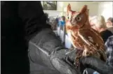  ??  ?? Hootie, an Eastern screech owl, was among the raptors wildlife educator Trish Marki showed off Wednesday during a “Birds of Prey” program at The Summit at Saratoga.