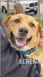  ?? COURTESY OF H.A.L.T. DOG RESCUE ?? Serena will be one of the dogs looking for a forever home on Saturday. Guests can also donate dog food, blankets, toys and dog accessorie­s to help pets.