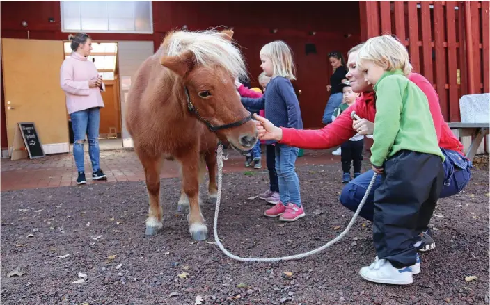  ?? Bild: LISA HENRICSON ?? NÄRA DJUREN. Hästarna på Noas ark är populära och en av dem som ville klappa var Elliot Siljeäng.