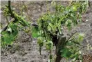  ??  ?? Vines damaged and without leaves in a vineyard in Cognac following a violent storm in the region during 2018. Photograph: Georges Gobet/AFP via Getty Images