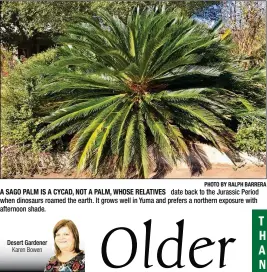  ?? PHOTO BY RALPH BARRERA ?? A SAGO PALM IS A CYCAD, NOT A PALM, WHOSE RELATIVES date back to the Jurassic Period when dinosaurs roamed the earth. It grows well in Yuma and prefers a northern exposure with afternoon shade.