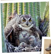  ??  ?? Cacti ward off animals with their sharp spines but the great horned owl (Bubo virginianu­s) has overcome these barriers and makes its nest in the saguaro cactus of the Sonoran desert in North America.The meerkats of the Kalahari Desert make undergroun­d burrows where they shelter from the heat.