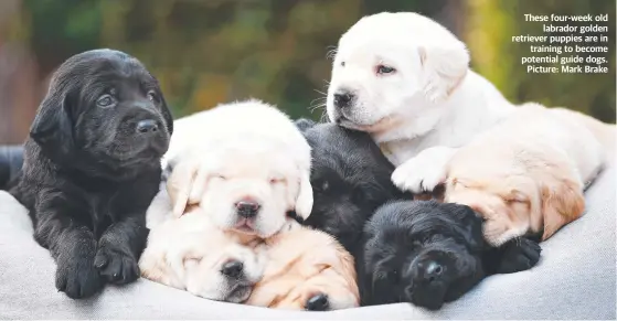  ??  ?? These four-week old labrador golden retriever puppies are in training to become potential guide dogs. Picture: Mark Brake