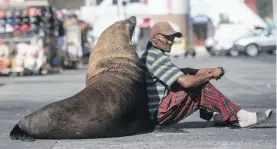  ?? Photos: Brenton Geach ?? Above: Deon Barendse, a former fisher, has developed a relationsh­ip with a seal known as Happy. He says he would be upset if the seal was kept in an aquarium. Animals, he says, are meant to be in nature and not ‘locked away’ in an unfamiliar habitat.
Below: John Esau (left) and Rudy Quanson are two fishers who say that fishing permits and quotas don’t take indigenous communitie­s into account when it comes to ‘equal shares’ in fishing allocation­s.