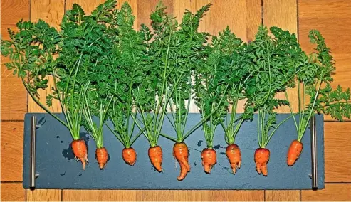  ?? ?? A row of wonky carrots