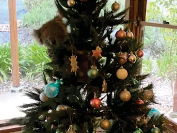 ?? (ABC News) ?? Daphne the koala made herself at home in the McCormick family Christmas tree