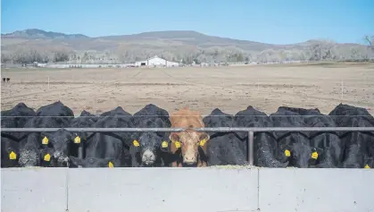  ?? Daniel Brenner, Special to The Denver Post ?? A line of cattle is fed a mixture of hay and corn Thursday at Leachman Cattle of Colorado Ranch northeast of Wellington. Because of packing plants operating at less than full capacity, Leachman Cattle is seeing lower prices for the bulls it sells for breeding.