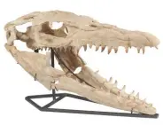  ??  ?? Think big: this mosasaurus skull measures 2ft 6in; ideal to greet unwanted guests