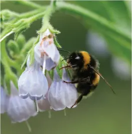  ?? ?? From left Bees are drawn to comfrey flowers; Butterflie­s are just as hungry for nectar as foraging bees are.