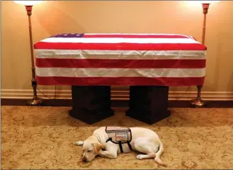  ?? The Associated Press ?? Sully, a two-year-old Lab and former president George H.W. Bush’s service dog, lies in front of his casket in Houston. The funeral for the 41st president of the United States will be held today, and among the eulogists is former Canadian prime minister Brian Mulroney.