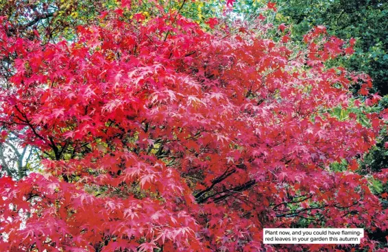  ??  ?? Plant now, and you could have flamingred leaves in your garden this autumn