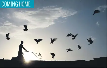  ?? Picture: AFP ?? An Afghan man uses a stick to corral his flock of domesticat­ed pigeons atop the roof of his house on the outskirts of Jalalabad yesterday.