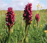  ??  ?? ABOVE: EARLY MARSH ORCHIDS. BELOW: RED-NECKED PHALAROPE