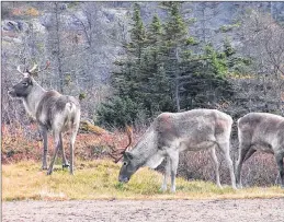  ?? SUBMITTED PHOTO ?? In the span of two years, the Fogo Island caribou herd has declined by nearly 40 per cent. A 2017 survey suggests there are only 215 caribou left on the island.