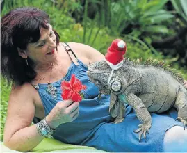  ?? Picture: JACKIE CLAUSEN ?? DENIM AND LEATHER: Lazy Lizzard Lodge owner Julie Graham pampers the very contented iguana Tyson at her ‘kennels’ and rescue centre in Durban