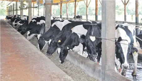  ?? ?? El problema de acidosis ruminal puede causar enormes pérdidas en un hato lechero, si no es controlado a tiempo.