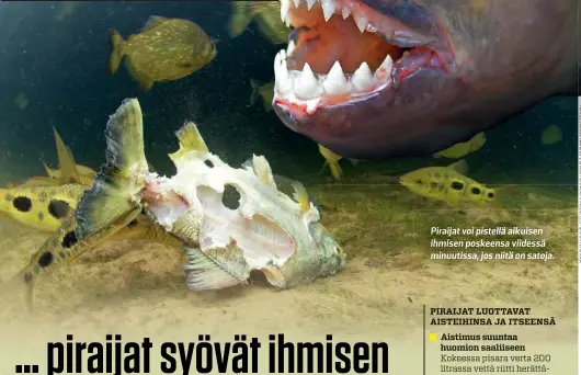  ??  ?? Piraijat voi pistellä aikuisen ihmisen poskeensa viidessä minuutissa, jos niitä on satoja.