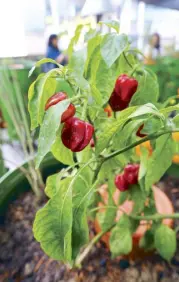  ??  ?? Local red peppers growing in The Greenhouse at Gallery by Chele