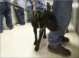  ?? RICH PEDRONCELL­I — THE ASSOCIATED PRESS FILE ?? Bentley, a 3-year-old Labrador retriever, checks an inmate for traces of narcotics at California State Prison, Solano, in Vacaville.