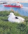  ?? PHOTO: SUPPLIED ?? Serene . . . Amiria the albatross which featured on the Royal Albatross Centre’s webcam in 2018.