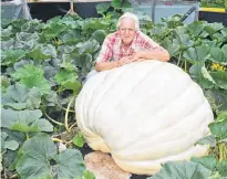  ?? ADAM MACINNIS/THE NEWS ?? Tom Dudka poses with the second-largest pumpkin in his patch. He says that white pumpkins typically weigh more per square inch than their orange counterpar­ts.
