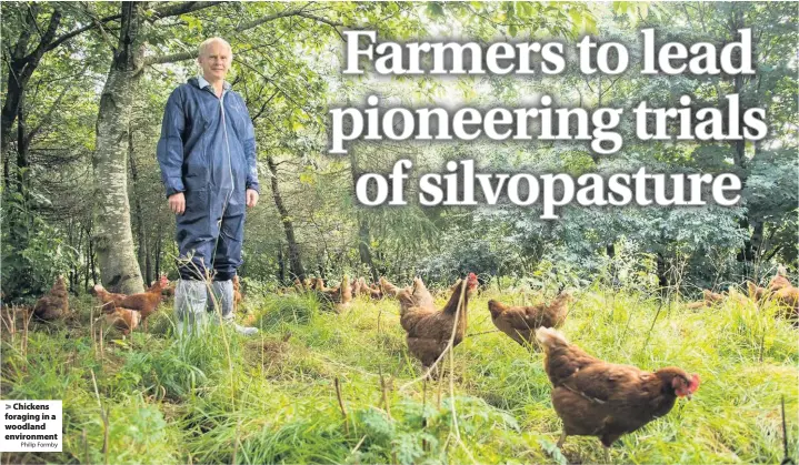  ?? Philip Formby ?? Chickens foraging in a woodland environmen­t
