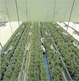  ?? SEAN KILPATRICK THE CANADIAN PRESS ?? Staff work in a marijuana grow room at Canopy Growth’s Tweed facility in Smiths Falls. Canopy says it generated $97.7 million of revenue in the three months ended Dec. 31.