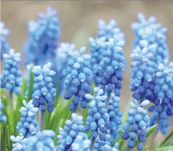  ?? PIXABAY ?? Muscari is a striking indigo colour sure to brighten anybody’s day.