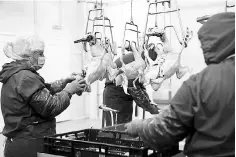  ??  ?? Workers prepare ducks on the production line of a foie gras (duck livers) near the southern village of Milevo. Like every Christmas, foie gras producers in Bulgaria and Hungary are snowed under with orders from abroad for the controvers­ial delicacy. — AFP photo