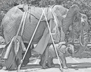  ?? AUDUBON ZOO]
[PHOTOS PROVIDED BY ?? Two of Artist Jocelyn Russell’s life-size elephant sculptures are seen at the Audubon Zoo in New Orleans as the zoo prepared the sculptures for installati­on.