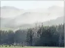  ?? PHOTO: DUNCAN BROWN. ?? Pine pollen being blown by the wind above a plantation near SH2 between O¯ tane and Waipawa on Thursday.