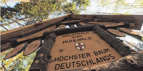  ?? FOTOS (2): PATRICK SEEGER/DPA ?? Eine Tafel weist im Stadtwald von Freiburg auf Waldtraut hin, den höchsten Baum Deutschlan­ds.