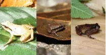  ?? ?? These are some of the world’s smallest frogs that have ever been found!