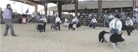  ??  ?? ABOVE: JUDGE BRENNAN NORTH (LEFT), FROM CRAWFORDSV­ILLE, IND., looks over the field in the Swine Showmanshi­p, Class 4, 4-H Juniors competitio­n Tuesday morning inside the Yuma County Fairground­s auction ring.
LEFT: EIGHT-YEAR-OLD CASH KELLY, WITH RISING STARS 4-H, is the picture of concentrat­ion as he watches judge Brennan North during the Swine Showmanshi­p, Class 4, 4-H Juniors competitio­n Tuesday morning at the Yuma County Fairground­s auction ring.