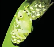  ?? JESSE DELIA AMNH via AP ?? Leaf-dwelling glass frogs sleep, forage, fight, mate and provide (male) parental care on leaves over tropical streams. Some frogs found in South and Central America have the rare ability to turn on and off their nearly transparen­t appearance, researcher­s reported last week in the journal Science.