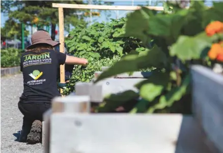  ?? VILLE DE VICTORIAVI­LLE ?? En juin 2015, Victoriavi­lle a inauguré le Jardin des rendez-vous, un potager collectif urbain où les intéressés peuvent cultiver des légumes et partager par la suite la récolte.